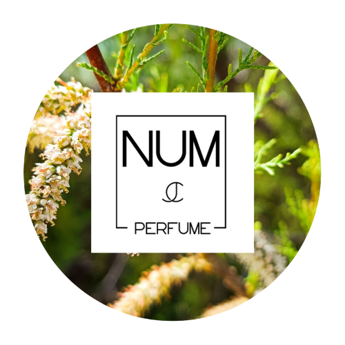NUM Perfume
